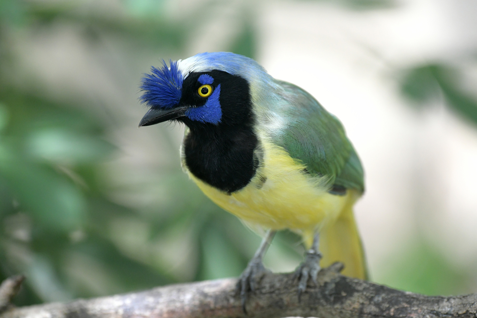 Aviario Nacional 01