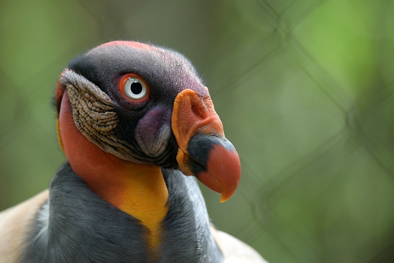 Aviario Nacional 02