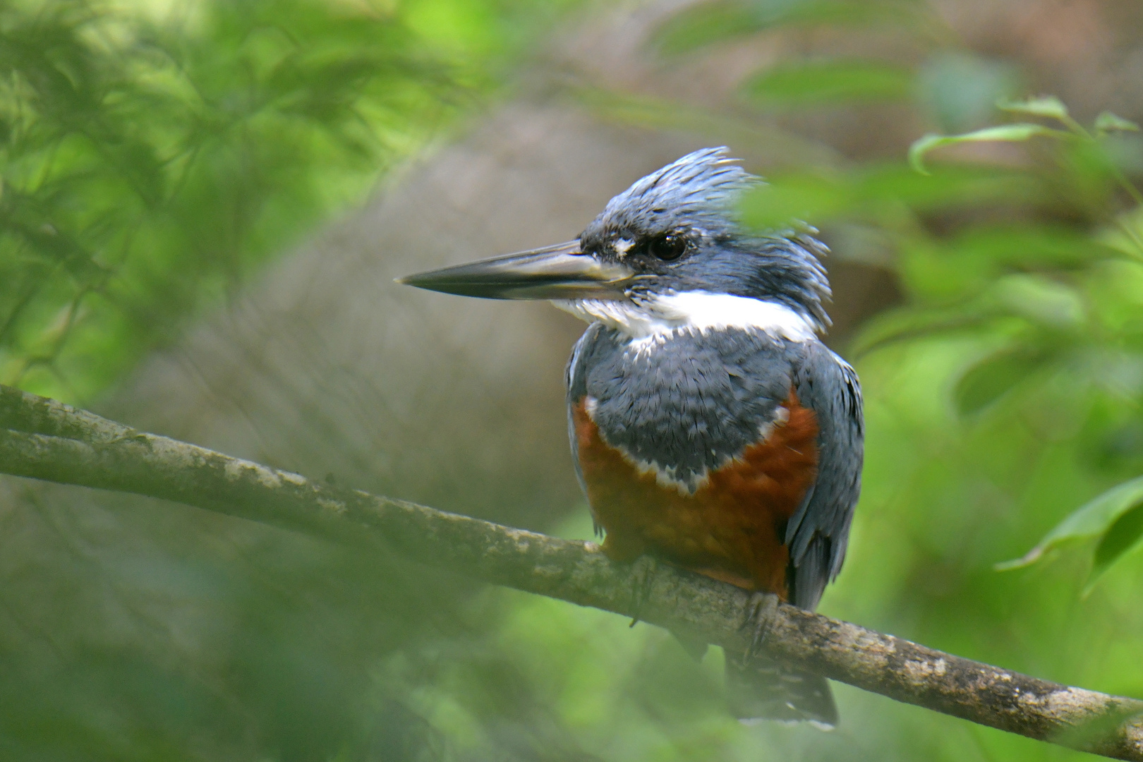 Aviario Nacional 03