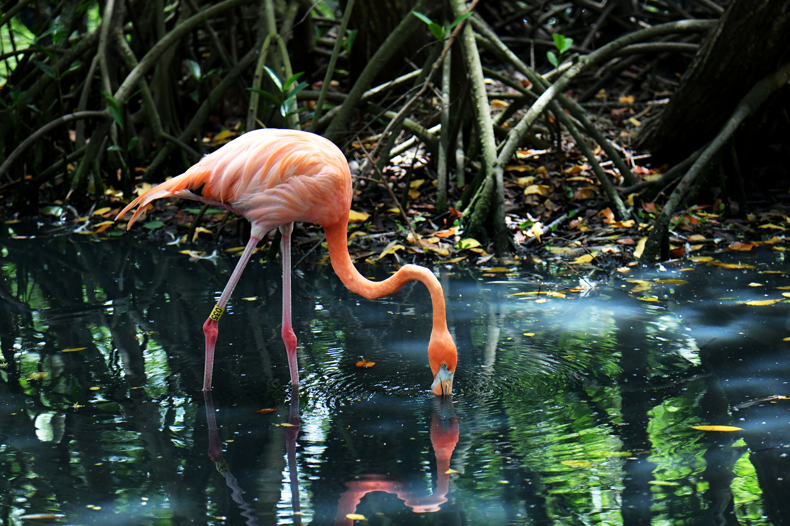 Aviario Nacional 04