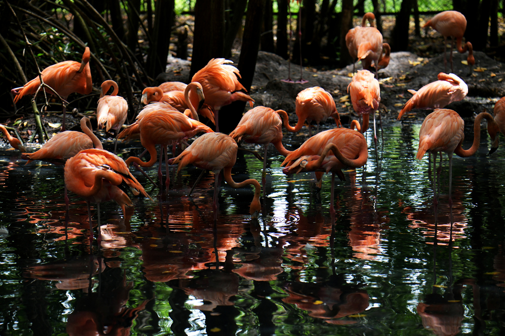 Aviario Nacional 05