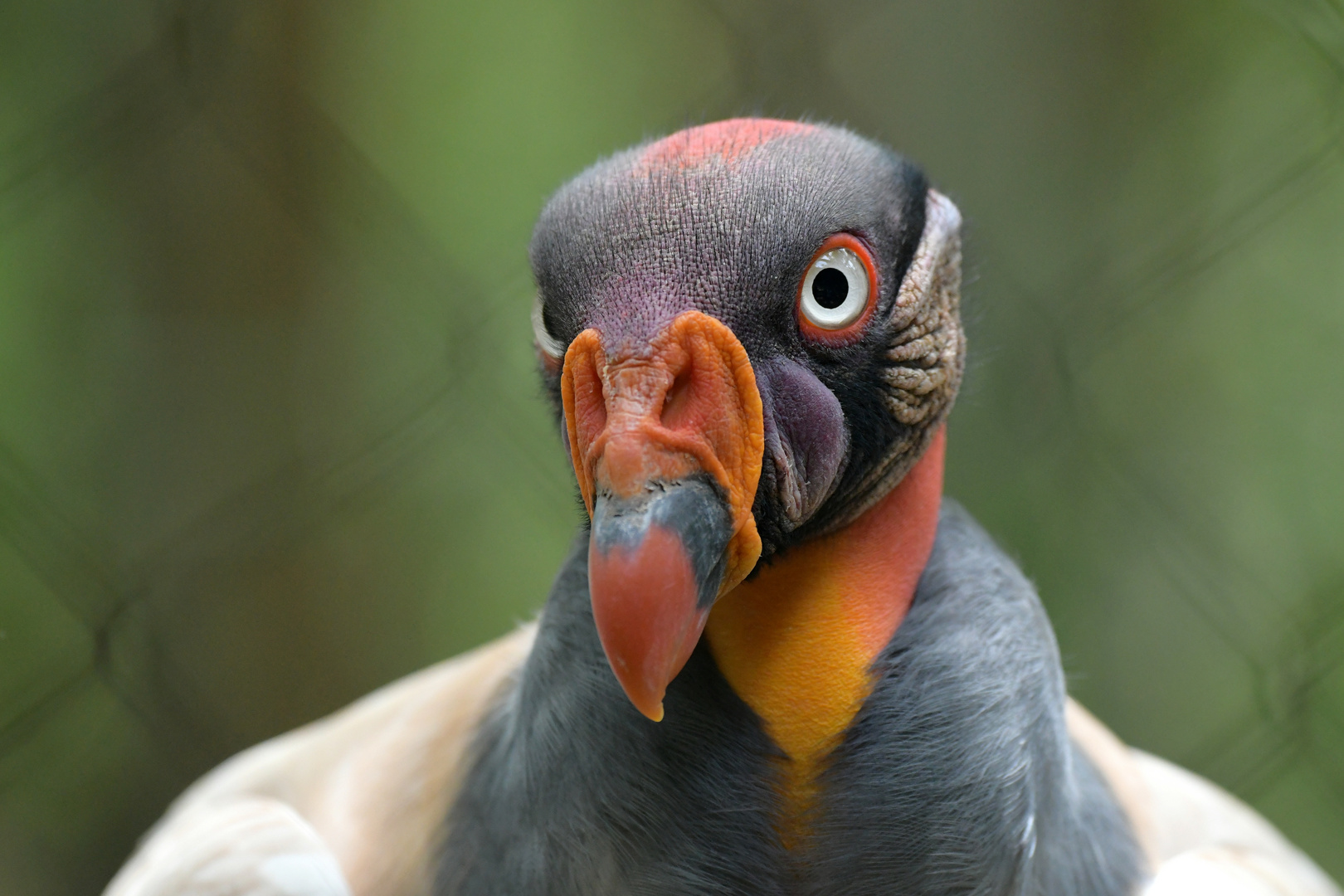 Aviario Nacional 06