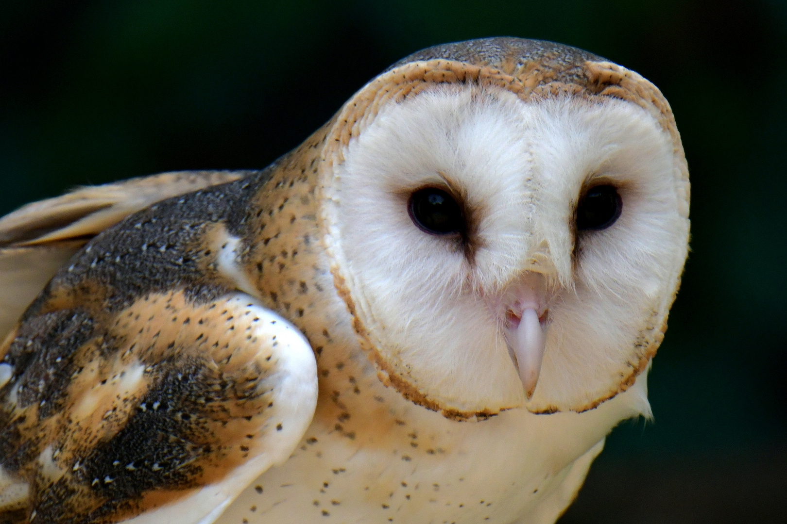 Aviario Nacional 07