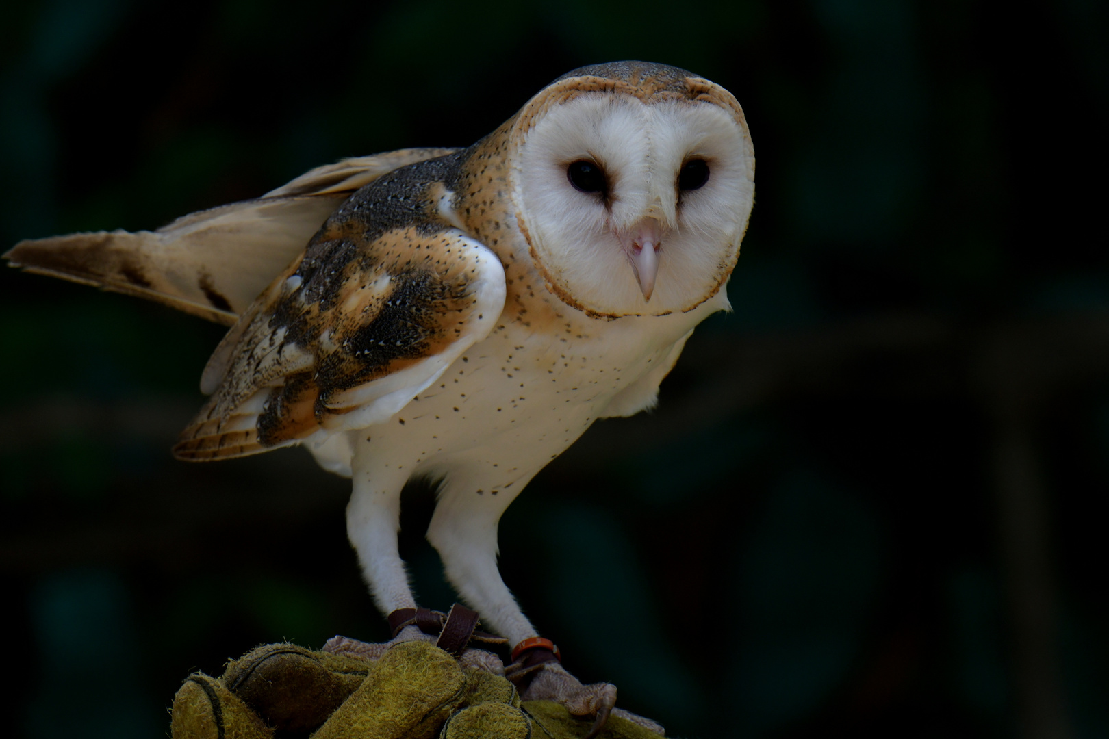 Aviario Nacional 08