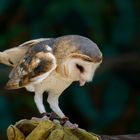 Aviario Nacional 09