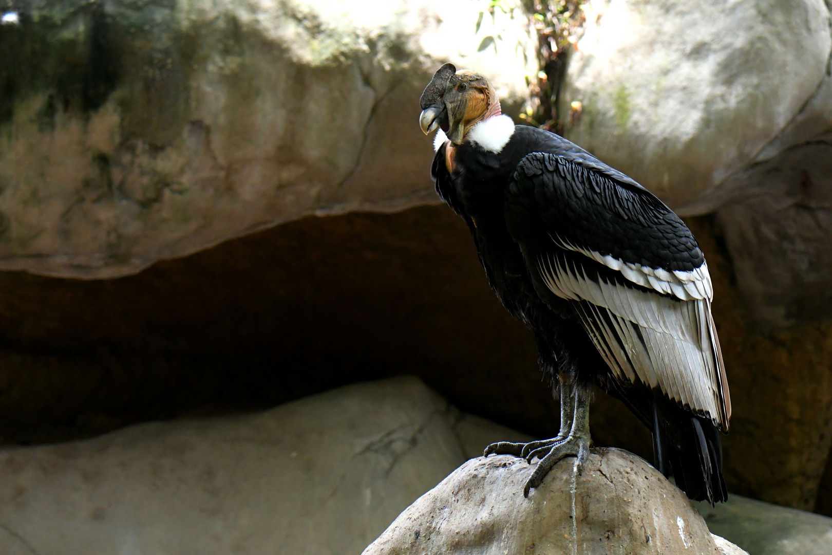 Aviario Nacional  13