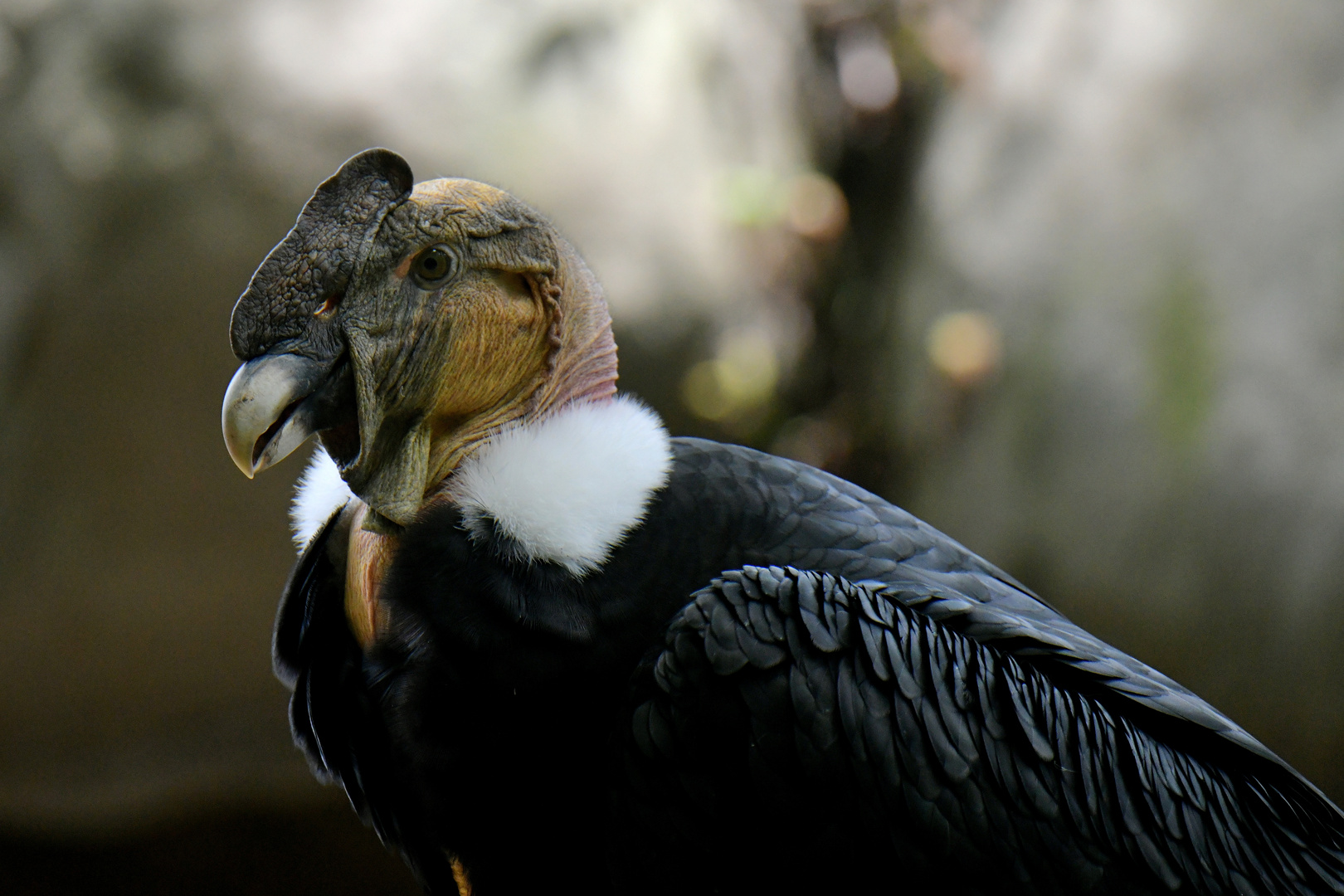 Aviario Nacional  14