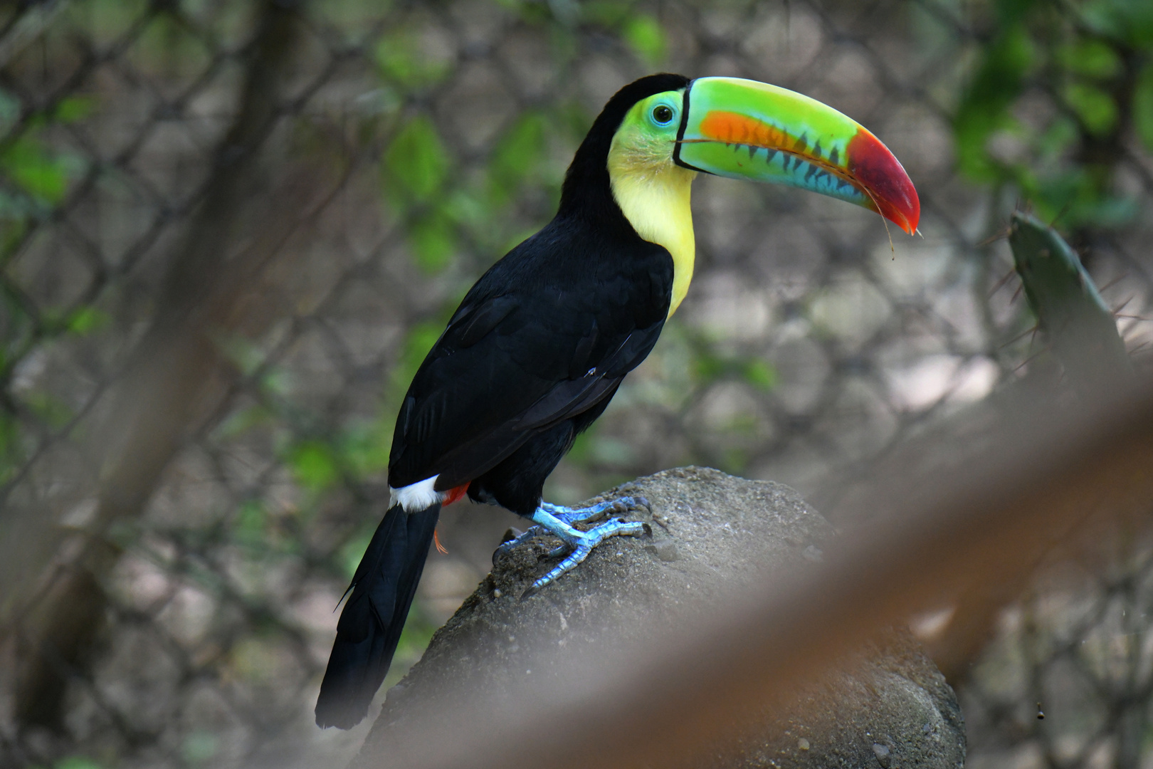 Aviario Nacional 16