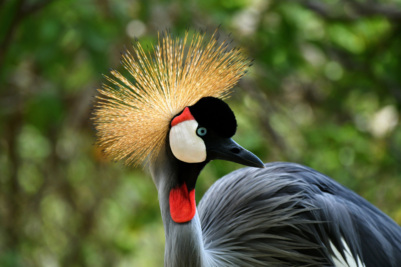 Aviario Nacional   18