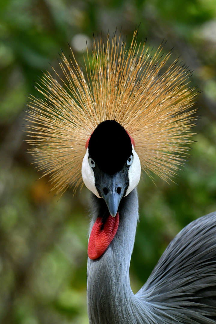 Aviario Nacional   19