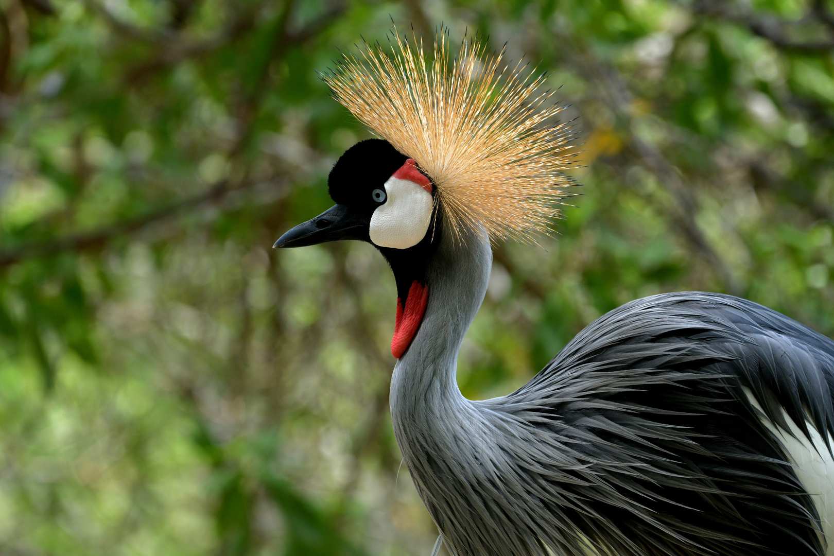 Aviario Nacional   20