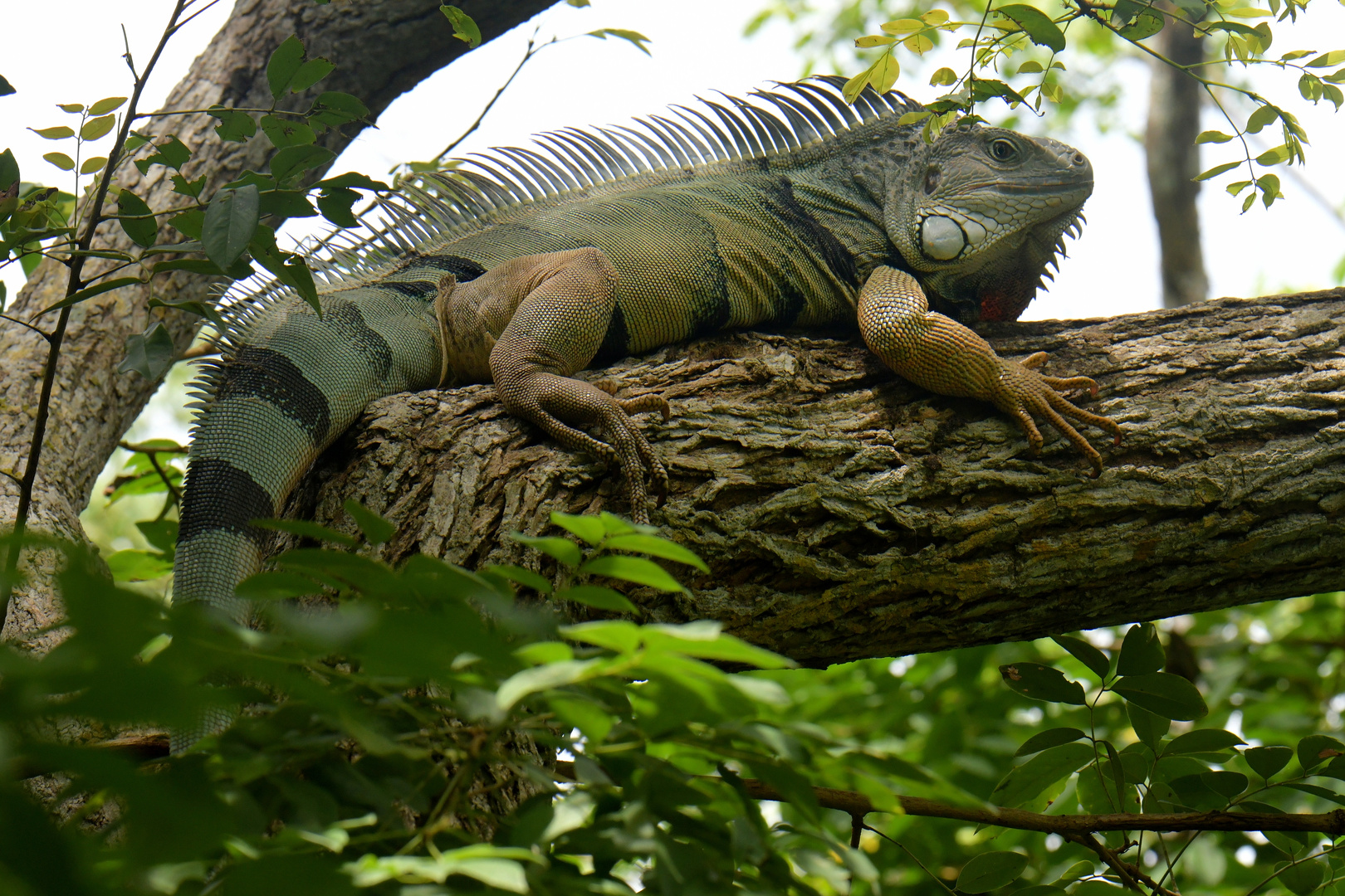 Aviario Nacional   29