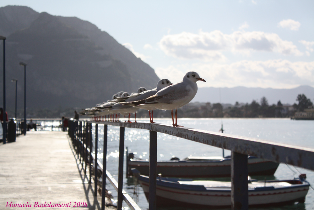 Aviatori In Partenza