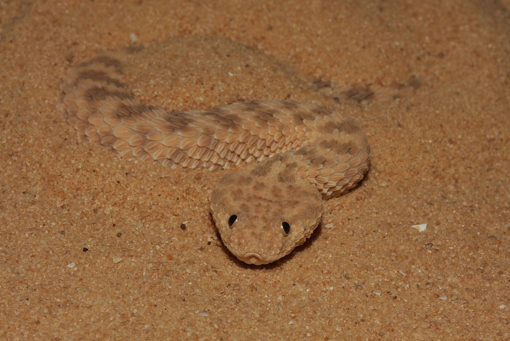 Avicennaviper (Cerastes vipera) 1