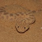 Avicennaviper (Cerastes vipera) 1