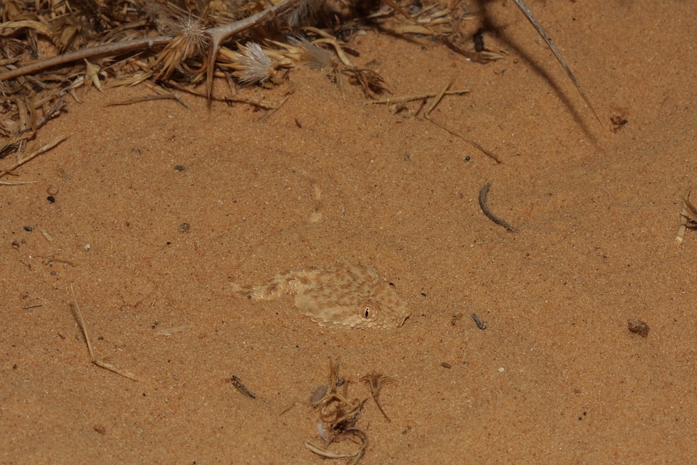 Avicennaviper (Cerastes vipera) 2