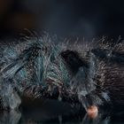 avicularia metallica