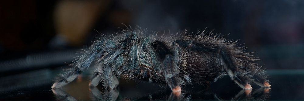 avicularia metallica