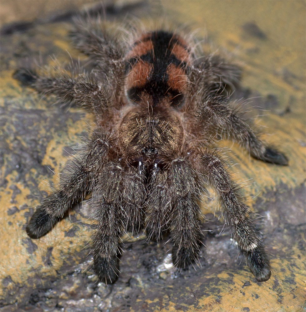 Avicularia minatrix