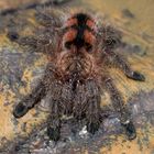 Avicularia minatrix