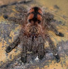 Avicularia minatrix