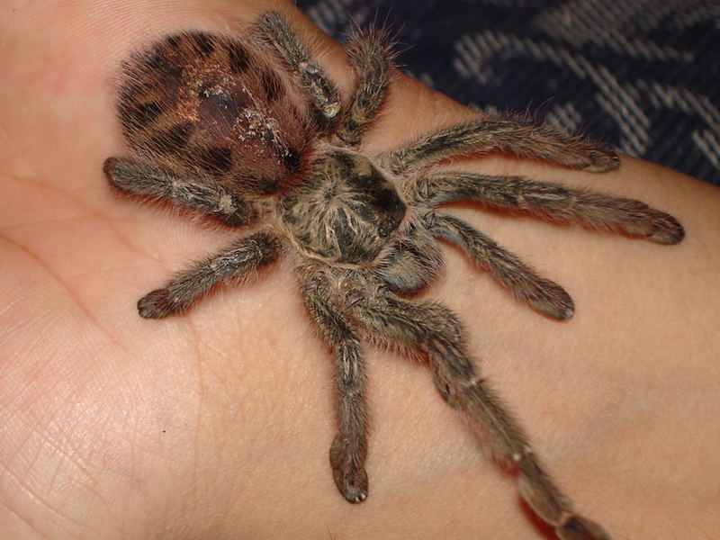 avicularia sp brazil