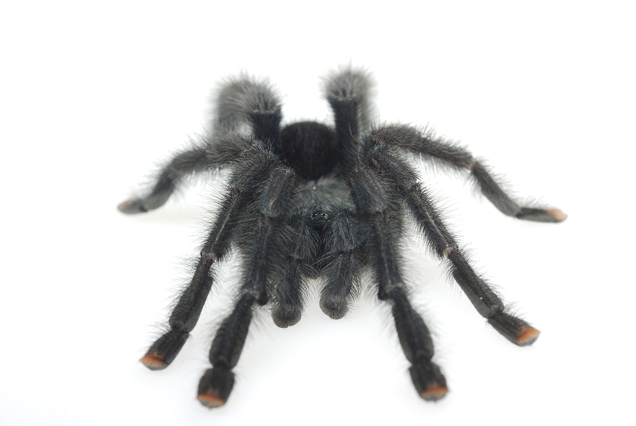 Avicularia spec.