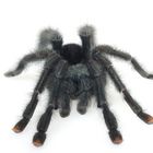 Avicularia spec.