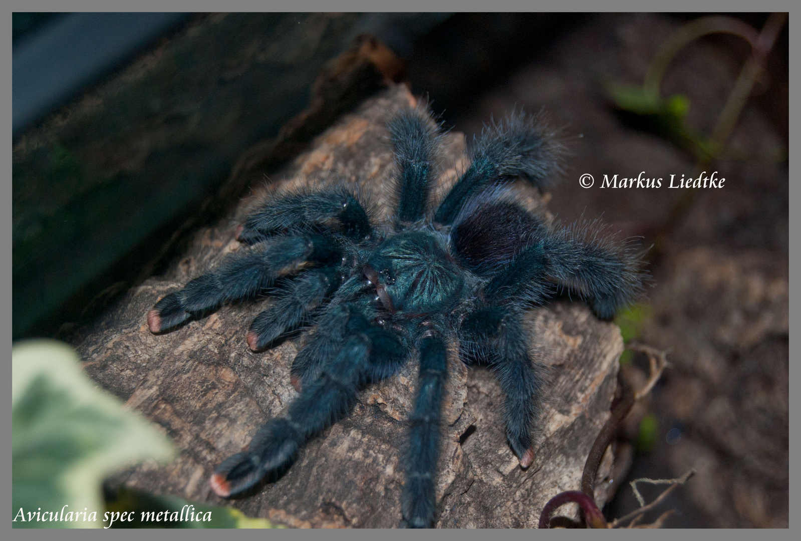 Avicularia spec metallica