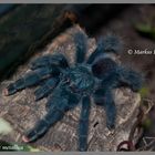 Avicularia spec metallica