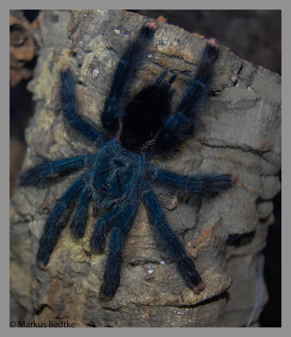 Avicularia spec metallica