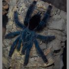 Avicularia spec metallica