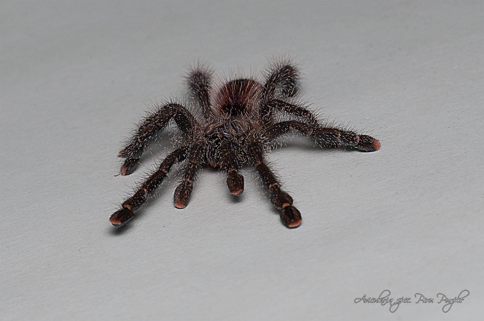 Avicularia spec. Peru Purple