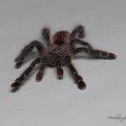 Avicularia spec. Peru Purple