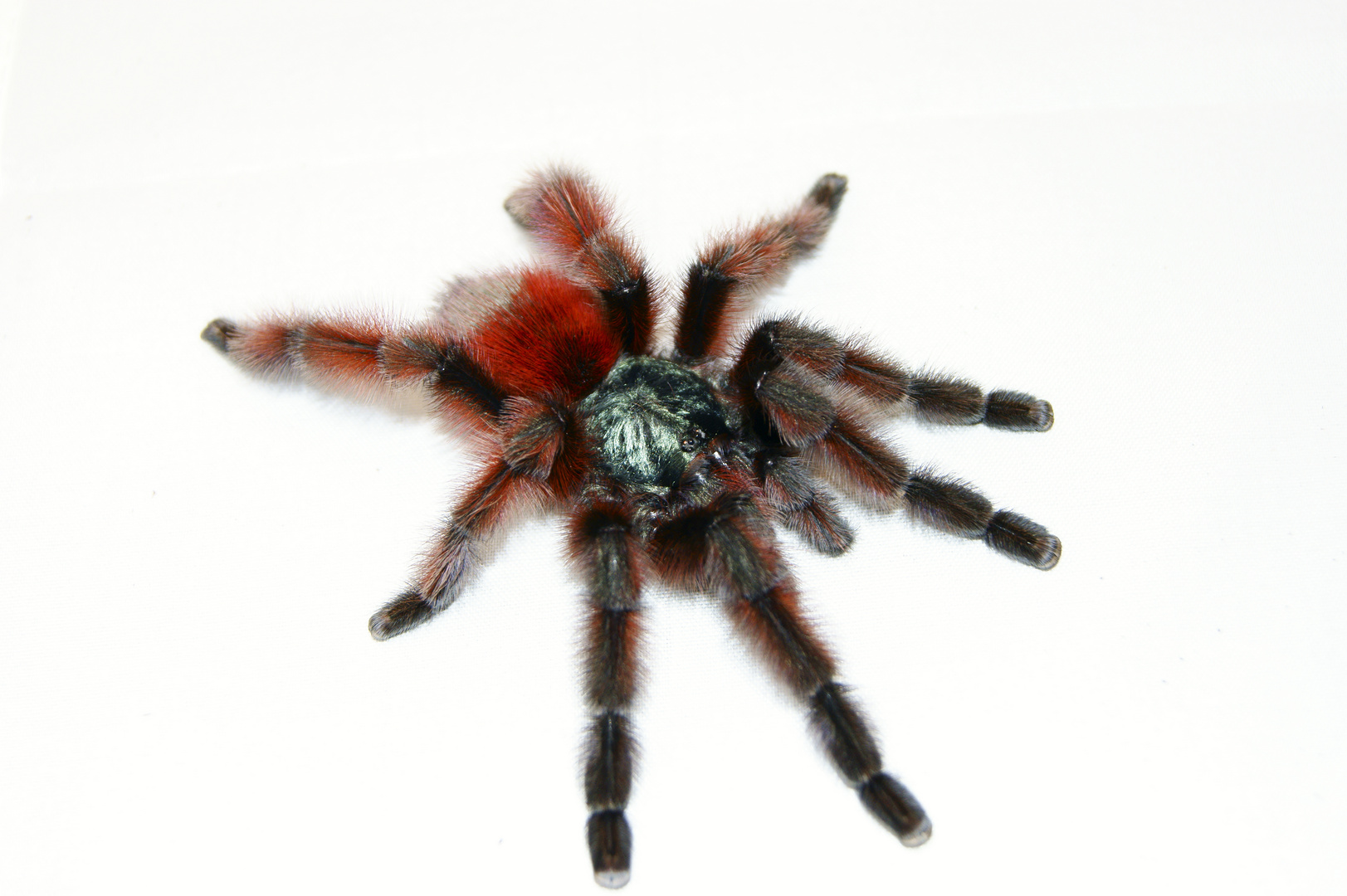 Avicularia versicolor 1.0