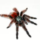 Avicularia versicolor 1.0