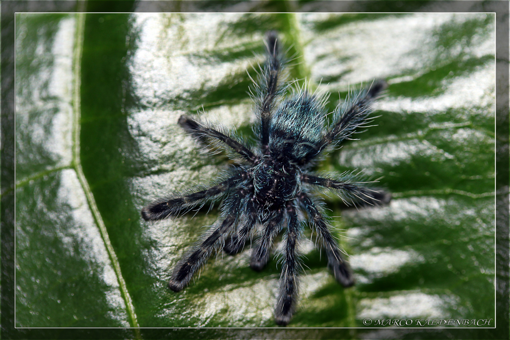 Avicularia versicolor 1.FH