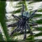 Avicularia versicolor 1.FH