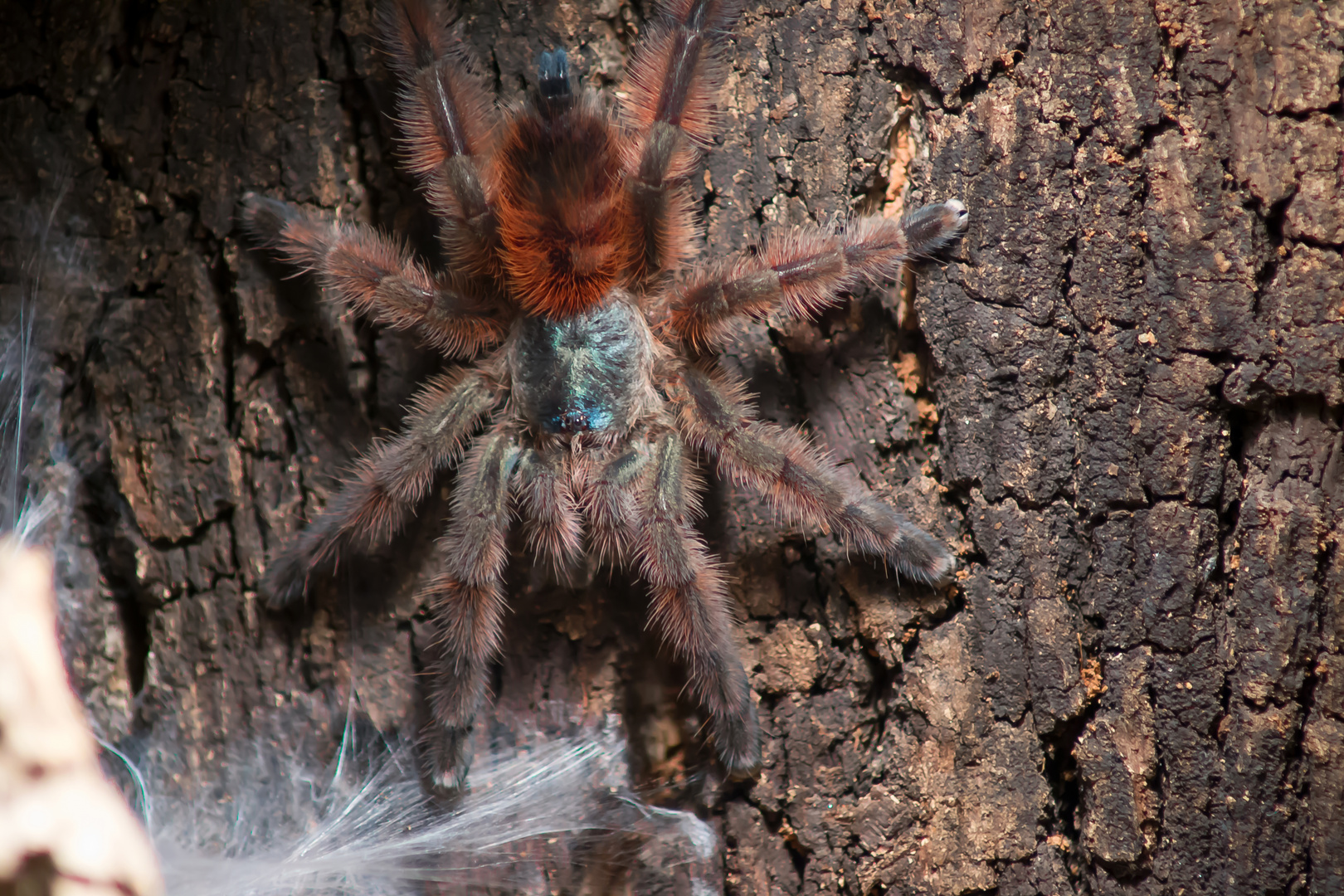 Avicularia Versicolor 2