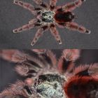 avicularia versicolor