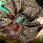 Avicularia Versicolor