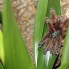 Avicularia versicolor