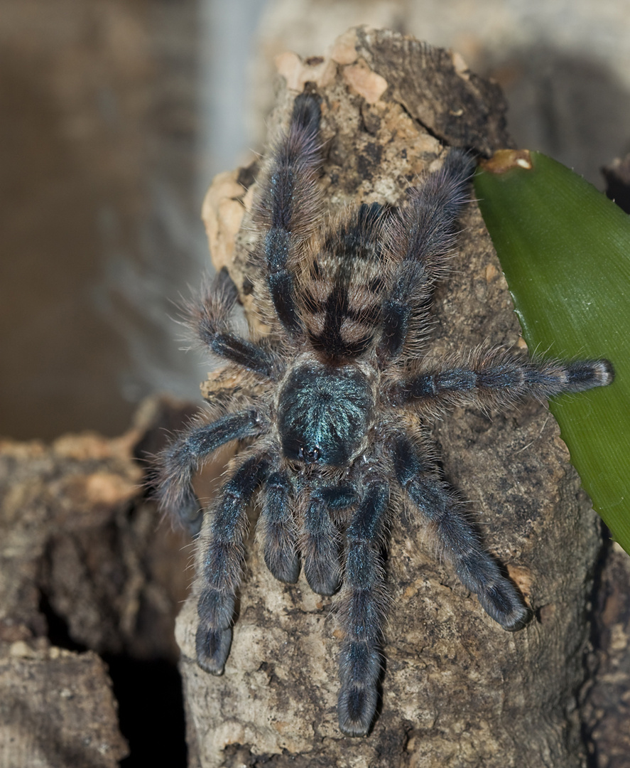 Avicularia versicolor