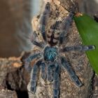 Avicularia versicolor