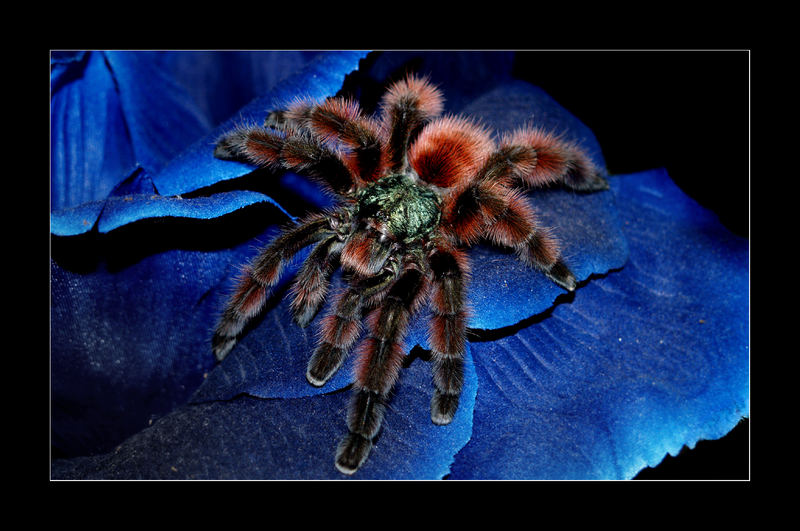 Avicularia versicolor