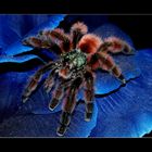 Avicularia versicolor