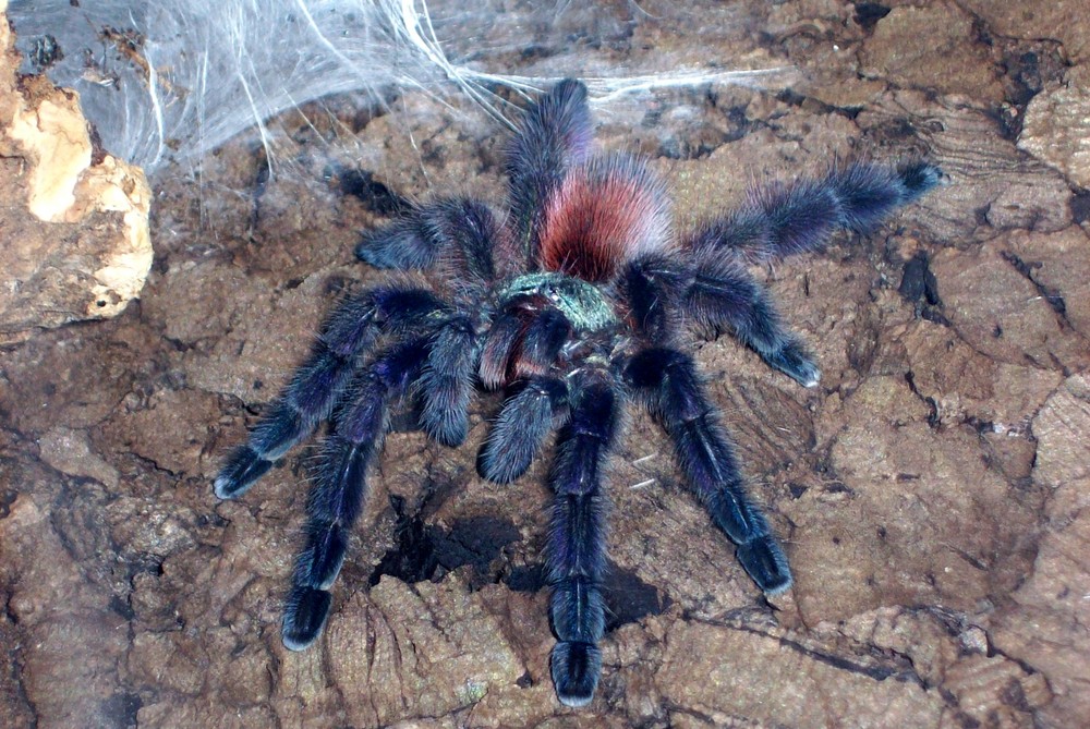 Avicularia versicolor