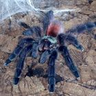 Avicularia versicolor