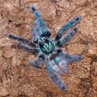 Avicularia Versicolor