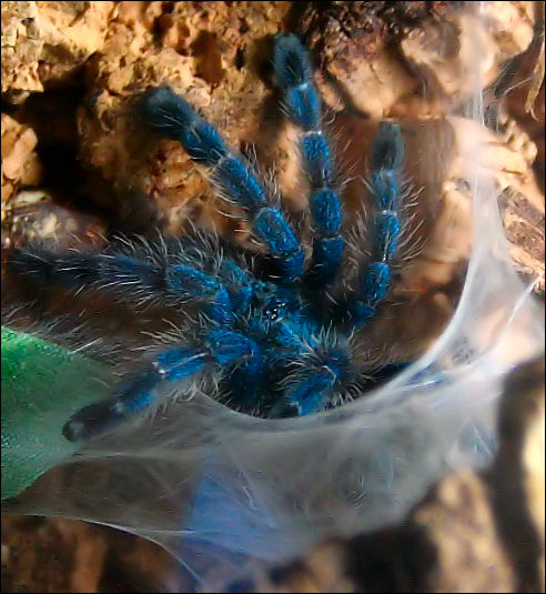 Avicularia Versicolor